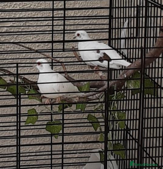 Doves birds White/pied Diamond Doves - Advert 1