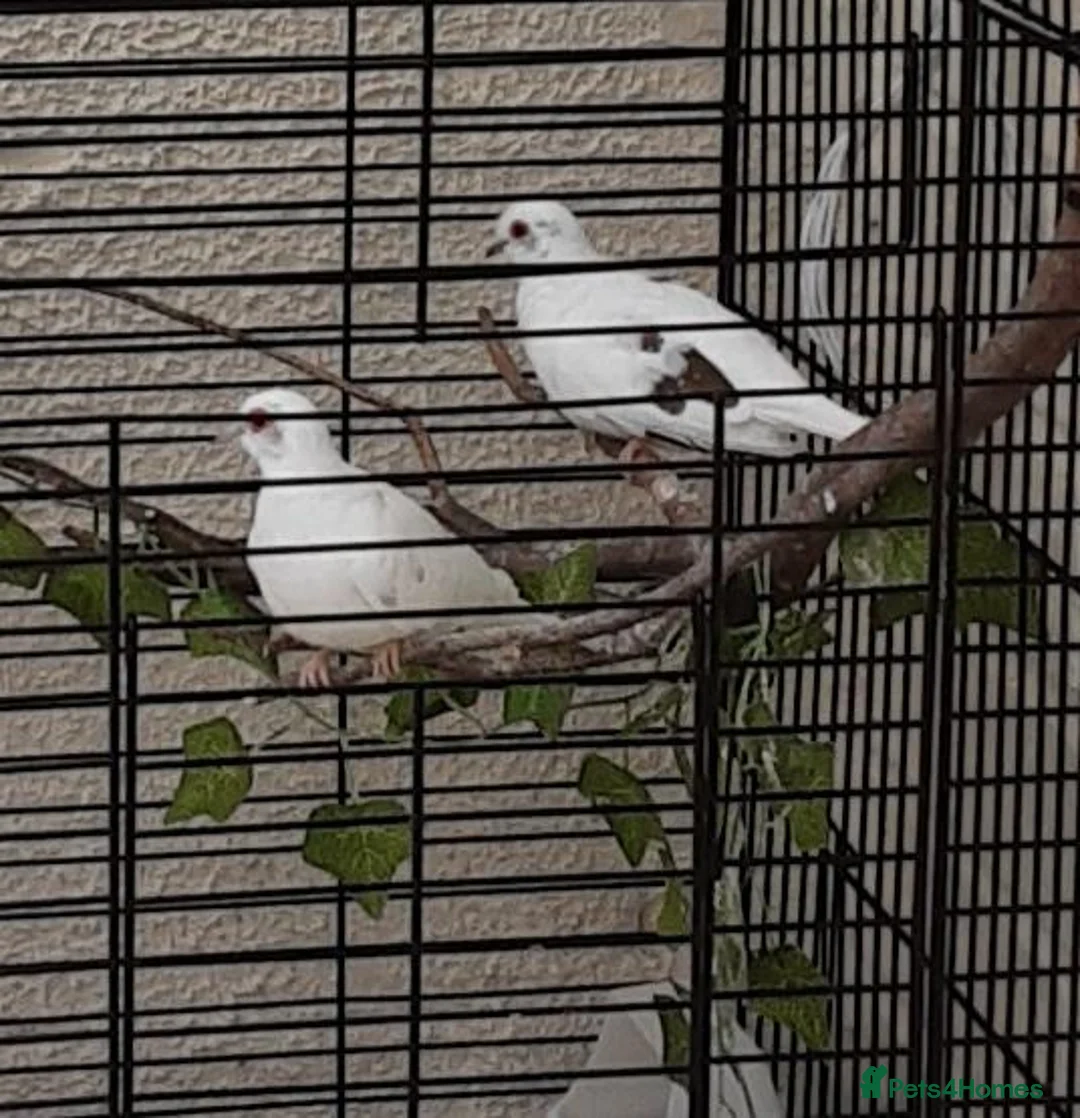 Doves birds for sale: White/pied Diamond Doves - Advert 1