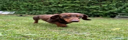Miniature Dachshund dogs for sale: Miniature Dachshund Black & Tan Female.   in Goole - Advert 14