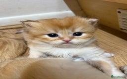 British Longhair cats for sale: GCCF reg BLH Chocolate Golden Blue/Green/Odd Eyes - Image 10