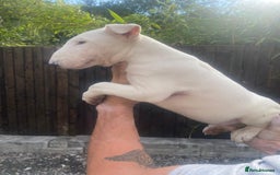 English Bull Terrier dogs for sale: English Bull Terrier Puppies - Image 13