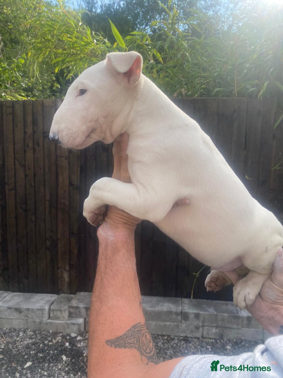 English Bull Terrier dogs for sale: English Bull Terrier Puppies - Image 13