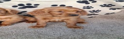 Mixed Breed dogs for sale: Beautiful golden irish puppies. - Advert 11