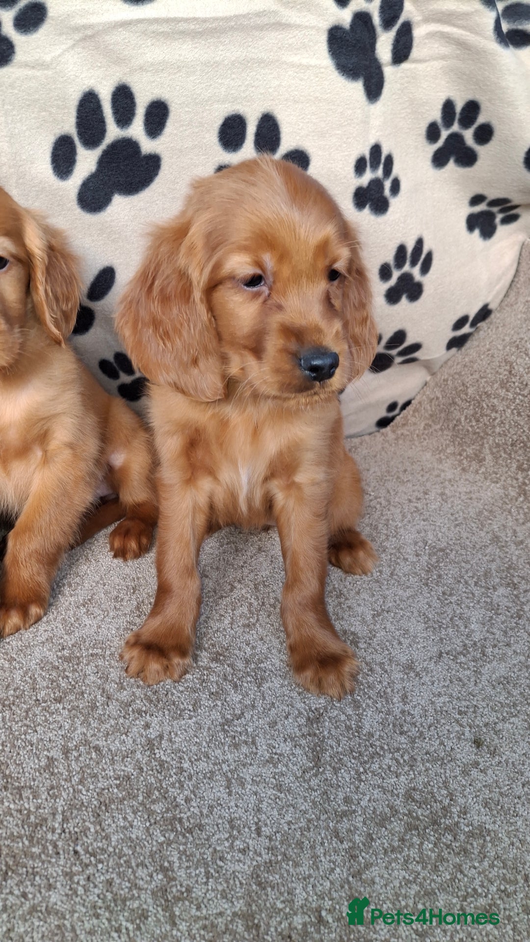 Mixed Breed dogs for sale: Beautiful golden irish puppies. - Advert 11