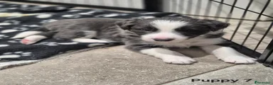 Border Collie Puppy 7