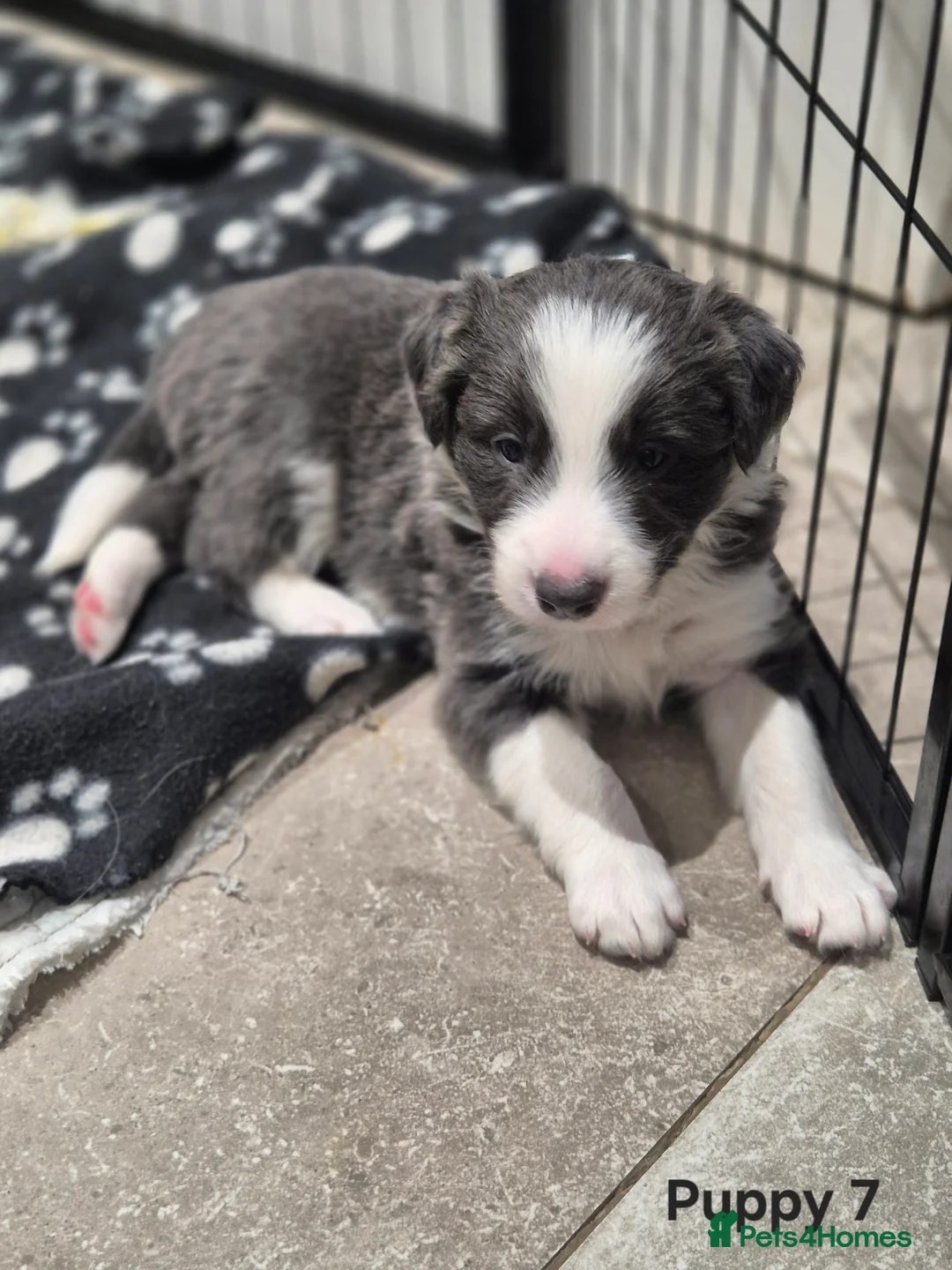 Border Collie dogs for sale: Beautiful Border Collies. Parents DNA tested.  - Advert 24
