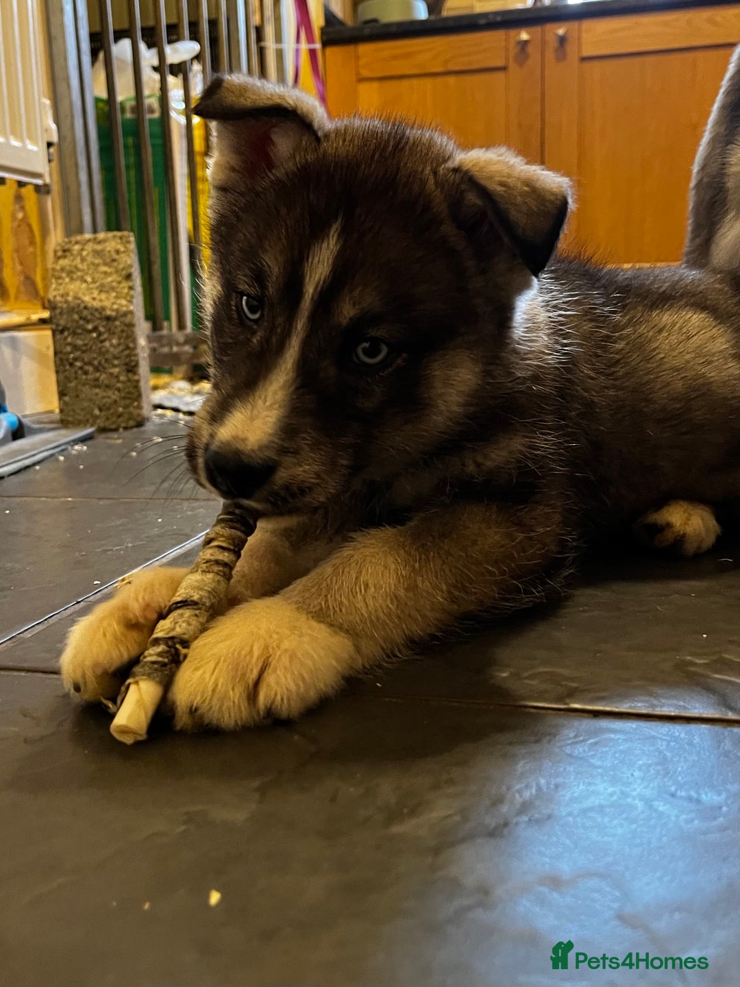 Siberian Husky dogs for sale: Stunning Husky Puppies - Advert 7
