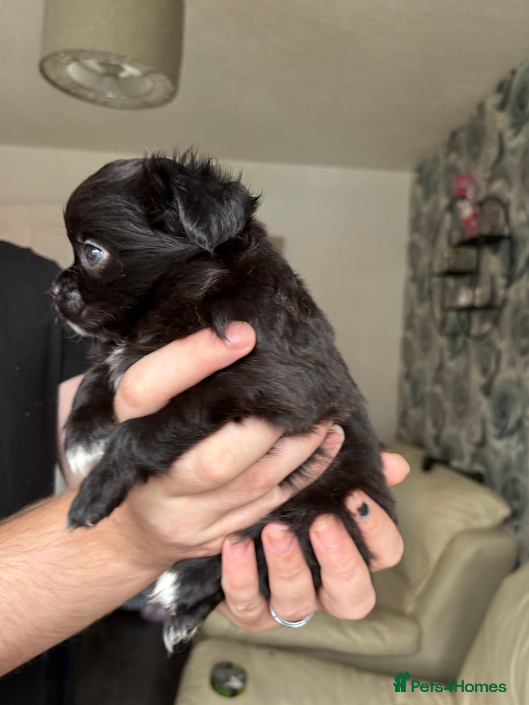 Chihuahua dogs for sale: 3 long haired Chihuahua puppies - Image 10