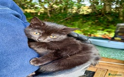 Mixed Breed cats for sale: 2 Female Mixed Breed kittens - Image 4