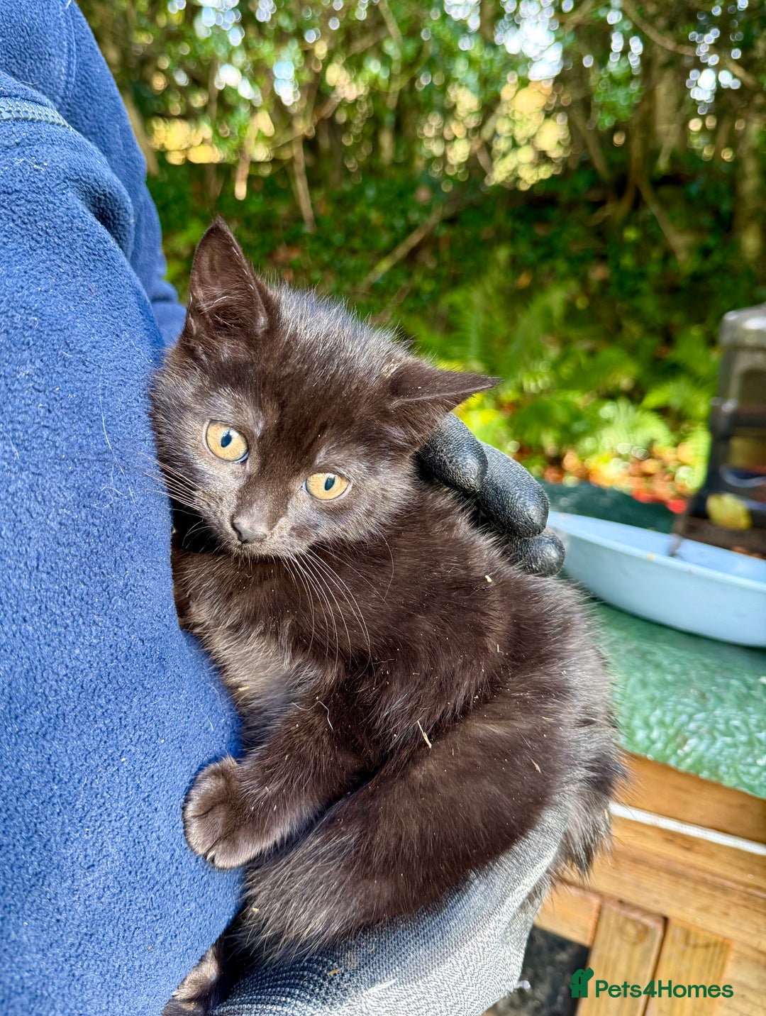 Mixed Breed cats for sale: 2 Female Mixed Breed kittens - Image 4