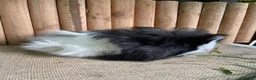 Guinea Pig rodents for sale: Friendly baby girl - Advert 4