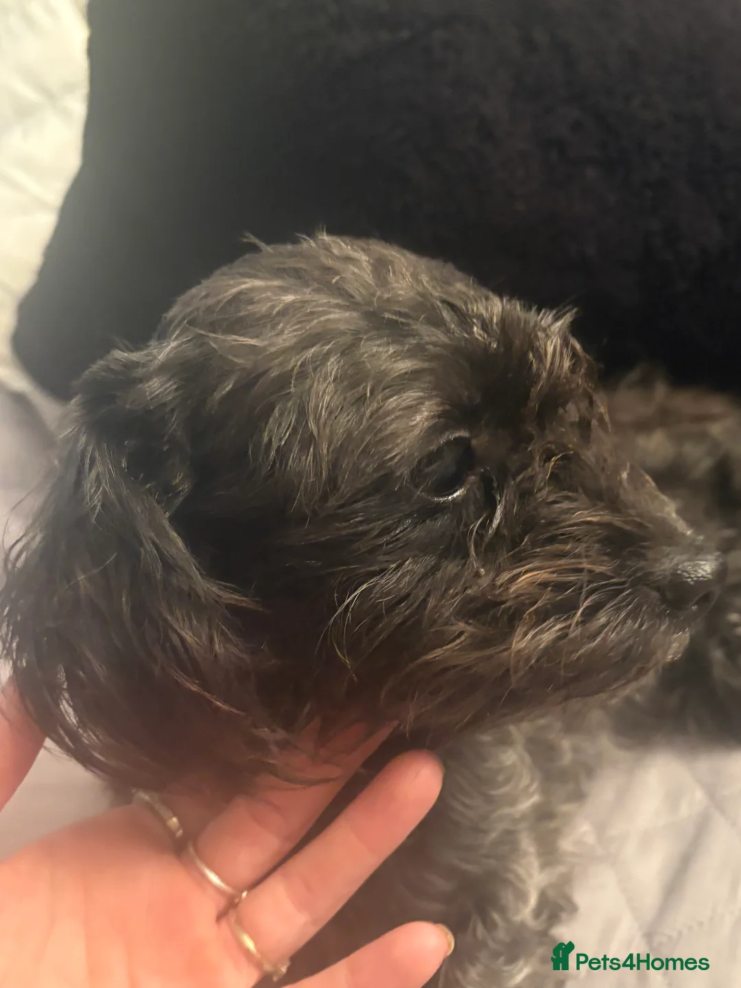 Mixed Breed dogs for sale: 16 month old shi zue - Advert 2