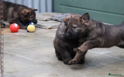 German Shepherd dogs for sale: TOP Quality German shepherd puppies  - Image 8