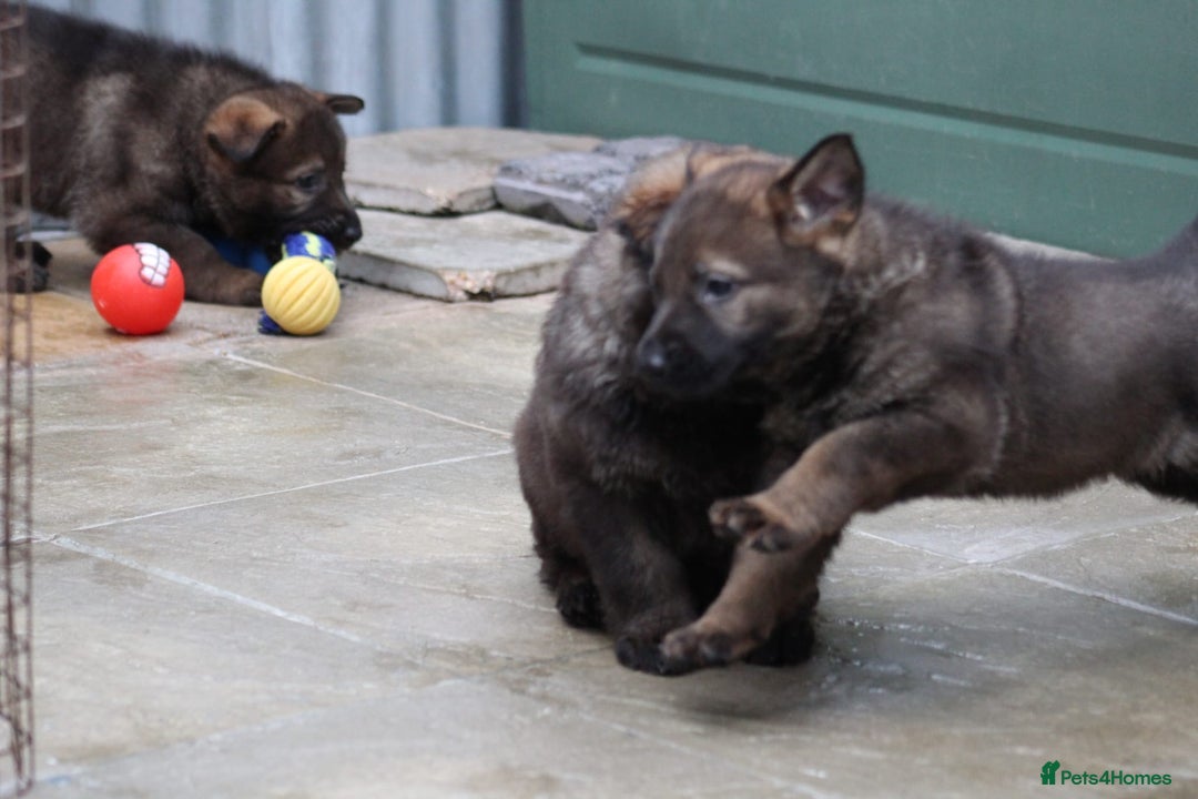 German Shepherd dogs for sale: TOP Quality German shepherd puppies  - Image 8