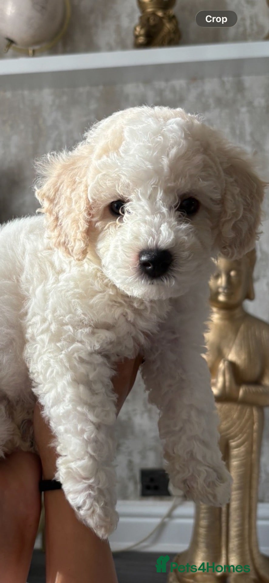 Cavapoochon dogs for sale: *REDUCED* LAST TINY BOY LEFT ready to leave - Advert 1