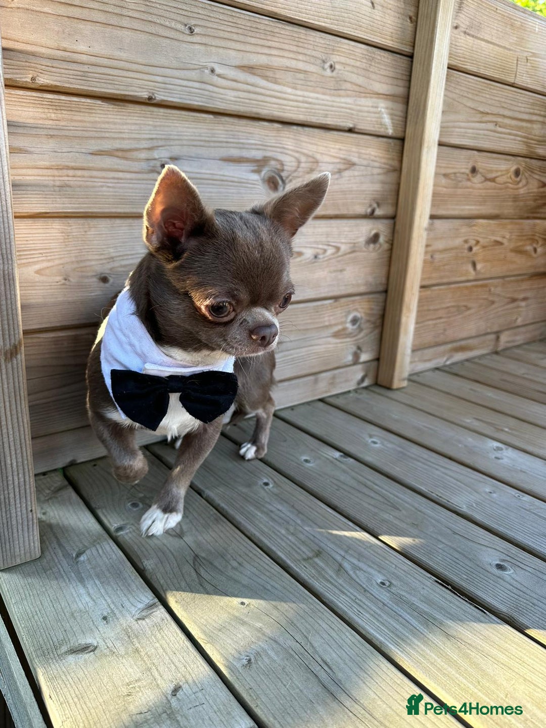Chihuahua dogs for stud: KC lilac stud in Dagenham - Advert 9