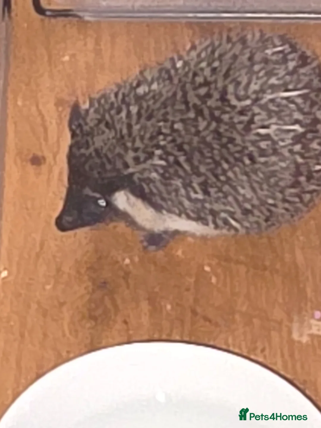 Pygmy Hedgehog rodents for sale: Female black bear face 11 weeks old  - Advert 5