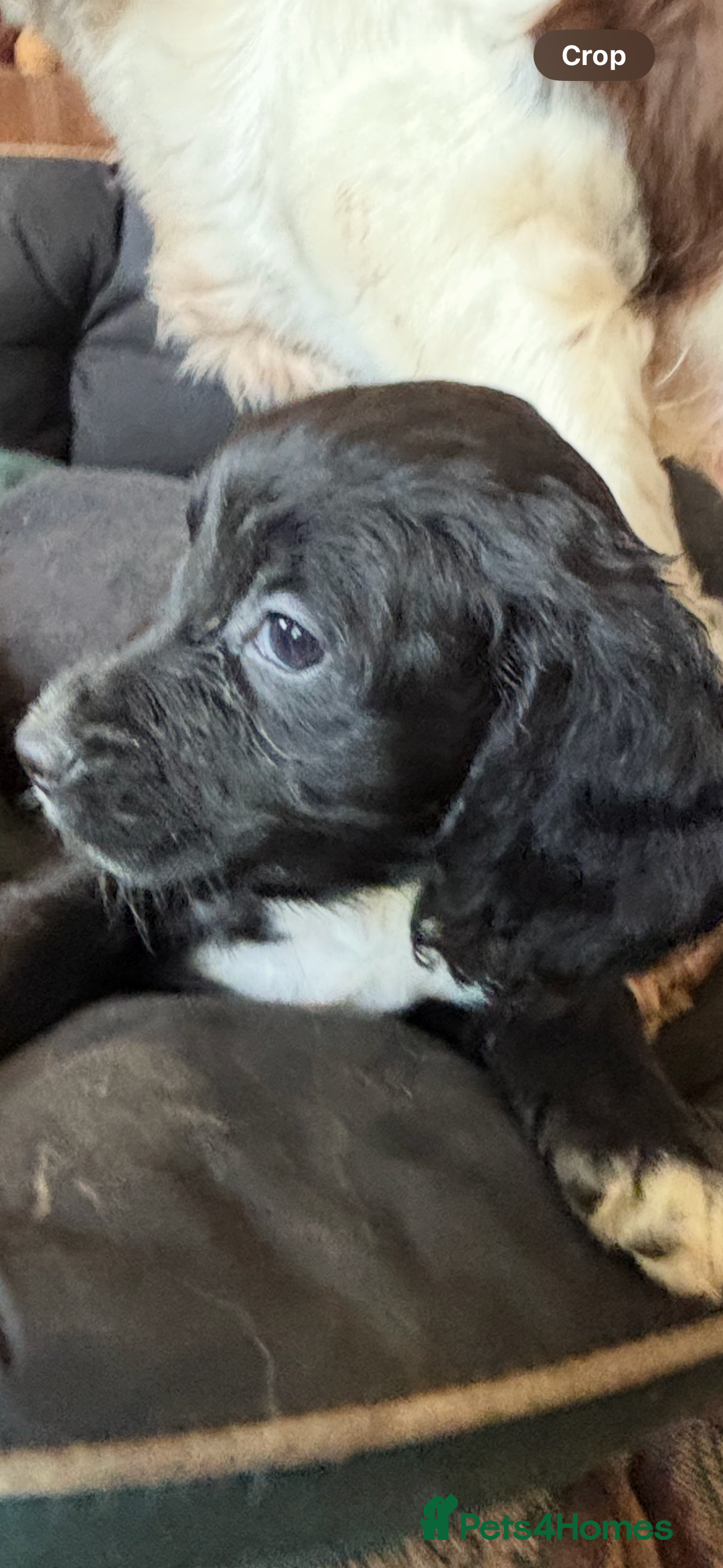 Cocker Spaniel dogs for sale: Working type cocker spaniel puppies  - Advert 1