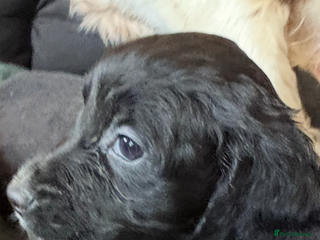 Cocker Spaniel dogs - Advert 10