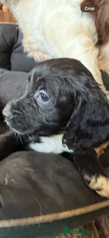 Cocker Spaniel dogs - Advert 11