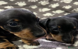 Miniature Dachshund dogs for sale: Stunning Miniature Dachshund Pups - Image 8