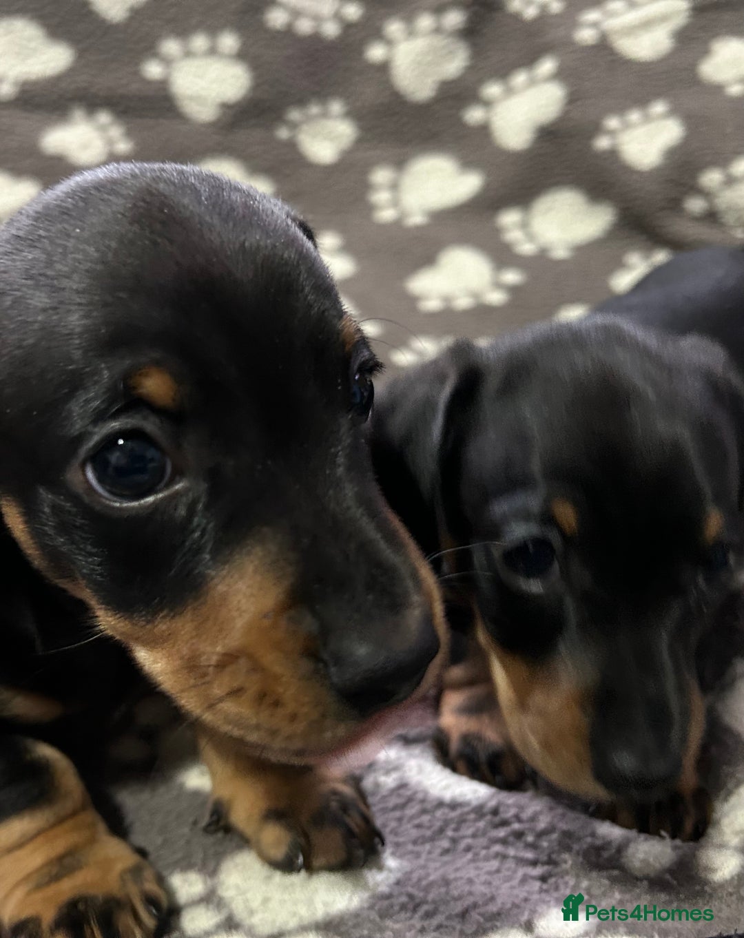 Miniature Dachshund dogs for sale: Stunning Miniature Dachshund Pups - Image 8