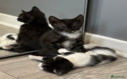 Bengal cats for sale: Gorgeous Bengal X Kittens!! - Image 10