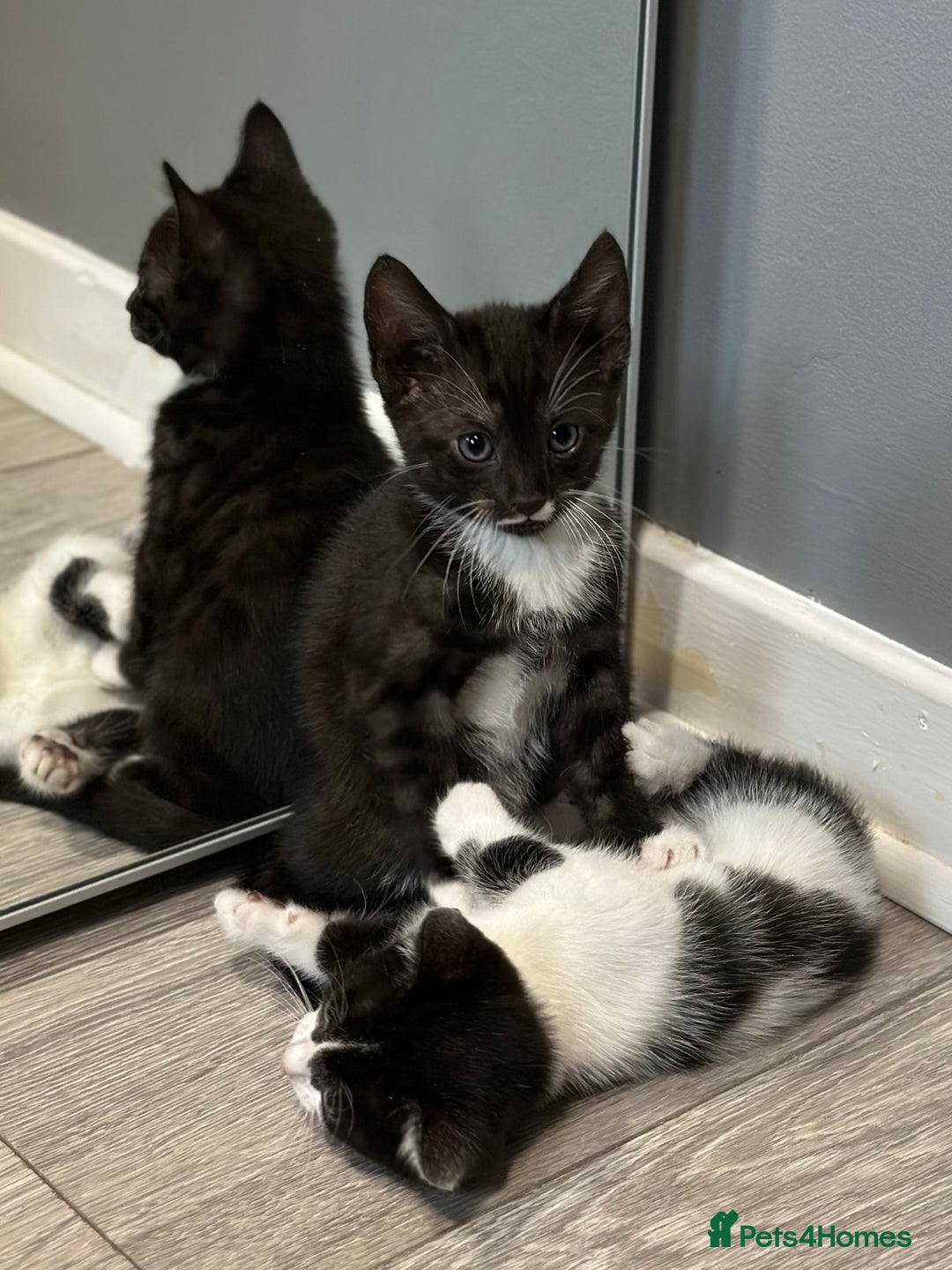 Bengal cats for sale: Gorgeous Bengal X Kittens!! - Image 10