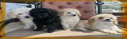 Miniature Poodle dogs for sale: Pedigree club registered Miniature poodles  - Advert 17