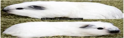 Guinea Pig rodents for sale: Long Haired Baby Guinea Pigs in Roche Cornwall - Advert 7