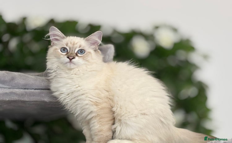 Ragdoll cats in Fordingbridge - Advert 3
