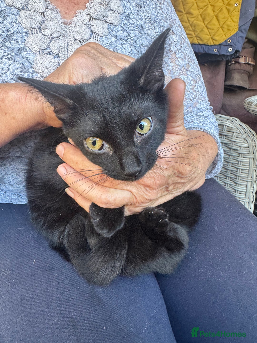 Domestic Shorthair cats for sale: Kittens for sale  - Image 3