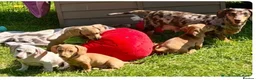 Dachshund dogs for sale: Beautiful Smooth hair dapple girl  - Advert 1