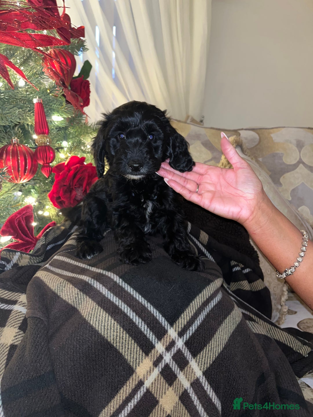 Cockapoo dogs for sale: F1 toy Cockerpoo  - Advert 13