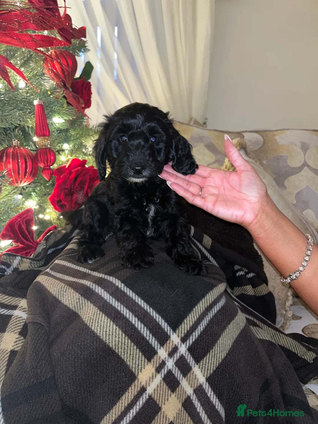 Cockapoo dogs for sale: F1 toy Cockerpoo  - Advert 17