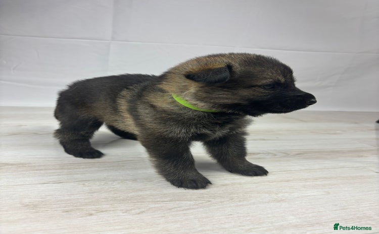 German Shepherd dogs - Advert 1