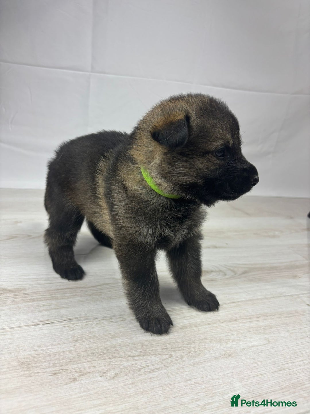 German Shepherd dogs for sale: Chunky German Shepherd Working Line Puppies  - Image 1