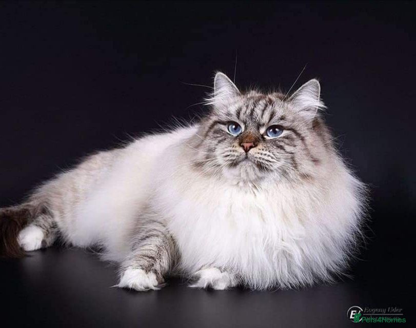 Siberian cats Word Champion Grandfather  - Advert 6
