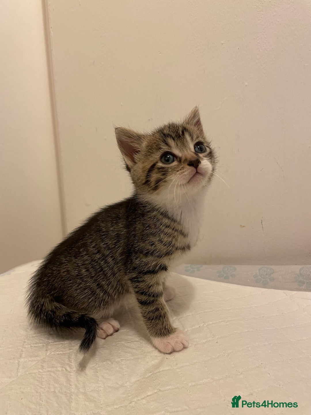 Mixed Breed cats for sale: Gorgeous kittens ready for new homes now  - Advert 6