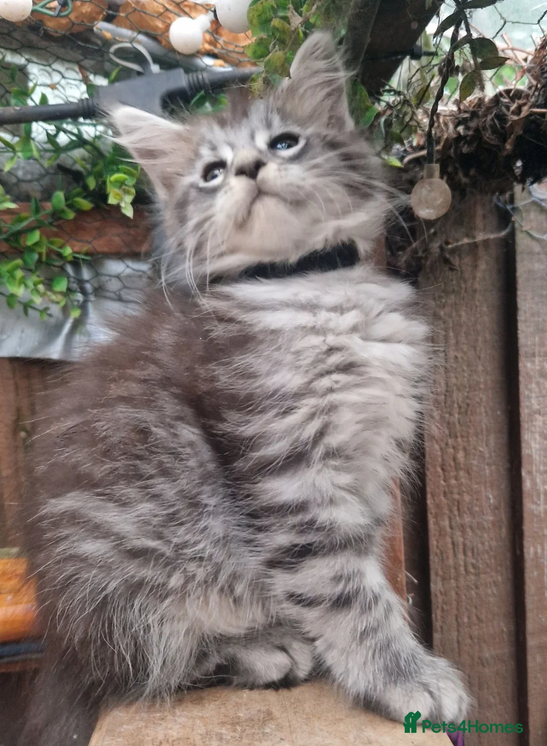 Maine Coon cats for sale: Mainecoon and mix maine coon - Advert 1