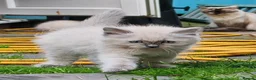 Ragdoll cats for sale: Kittens ready to new home  - Advert 12