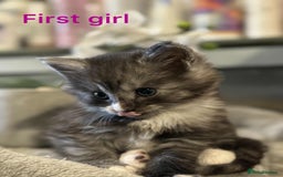 Maine Coon cats for sale: Beautiful mine cross kittens  - Image 5