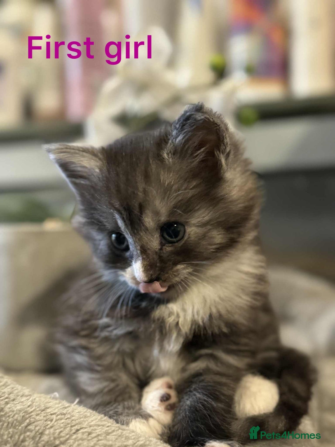 Maine Coon cats for sale: Beautiful mine cross kittens  - Image 5