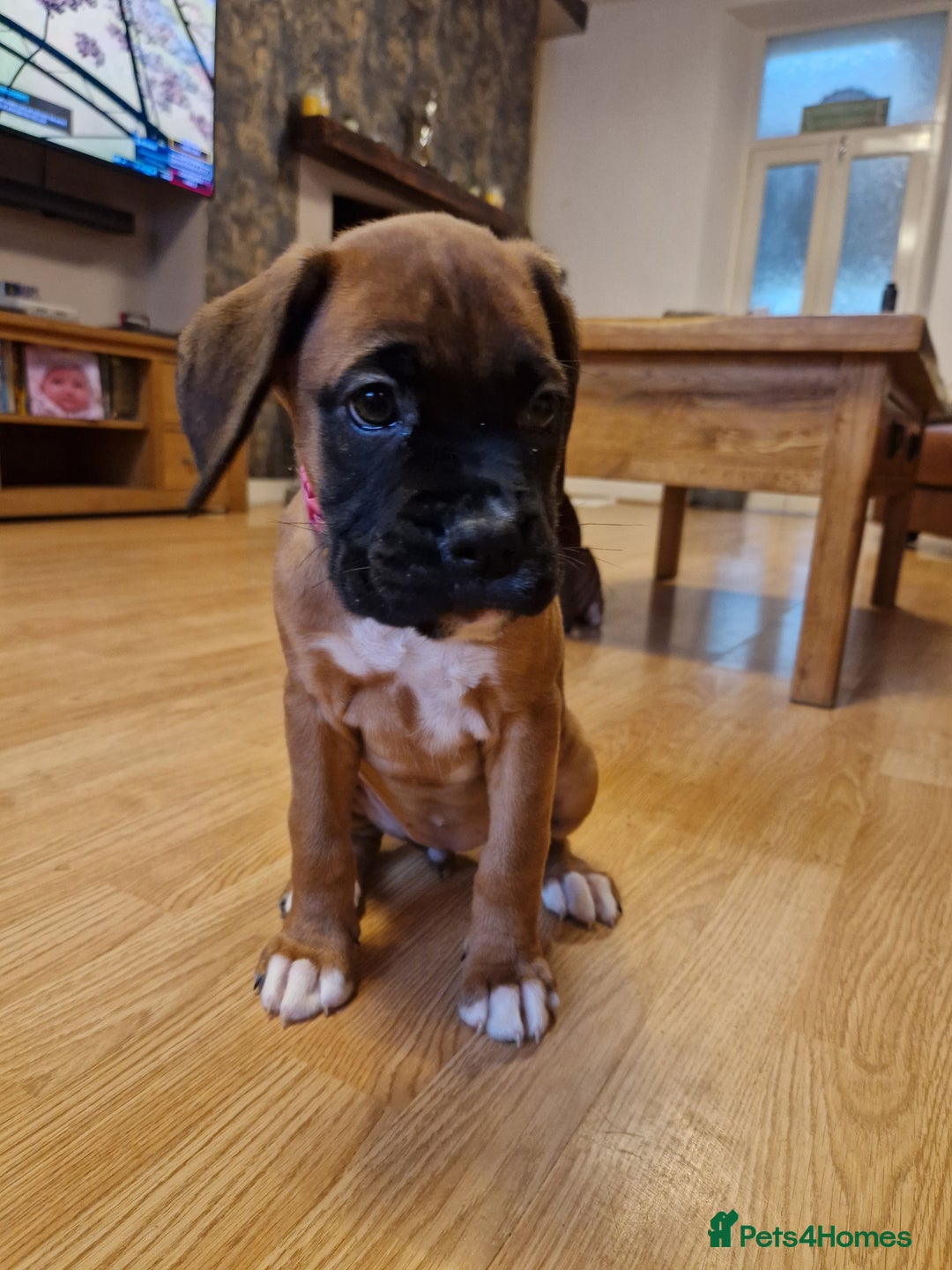 Boxer dogs for sale: FINAL PUP (PINK), READY TO GO KC reg bobtail boxer - Advert 12