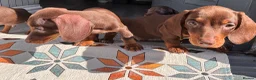 Miniature Dachshund dogs for sale: Chocolate and tan miniature dachshunds - Advert 10