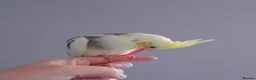 Cockatiels birds for sale: Hand reread silly tame DNA sexed baby cockatiels  - Advert 4