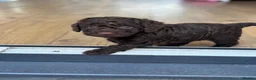 Cockapoo dogs for sale: 1x Chocolate  Female cockapoo  in Bolton - Advert 7