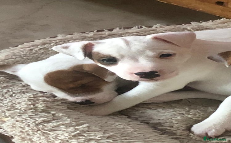 Parson Russell dogs - Advert 11