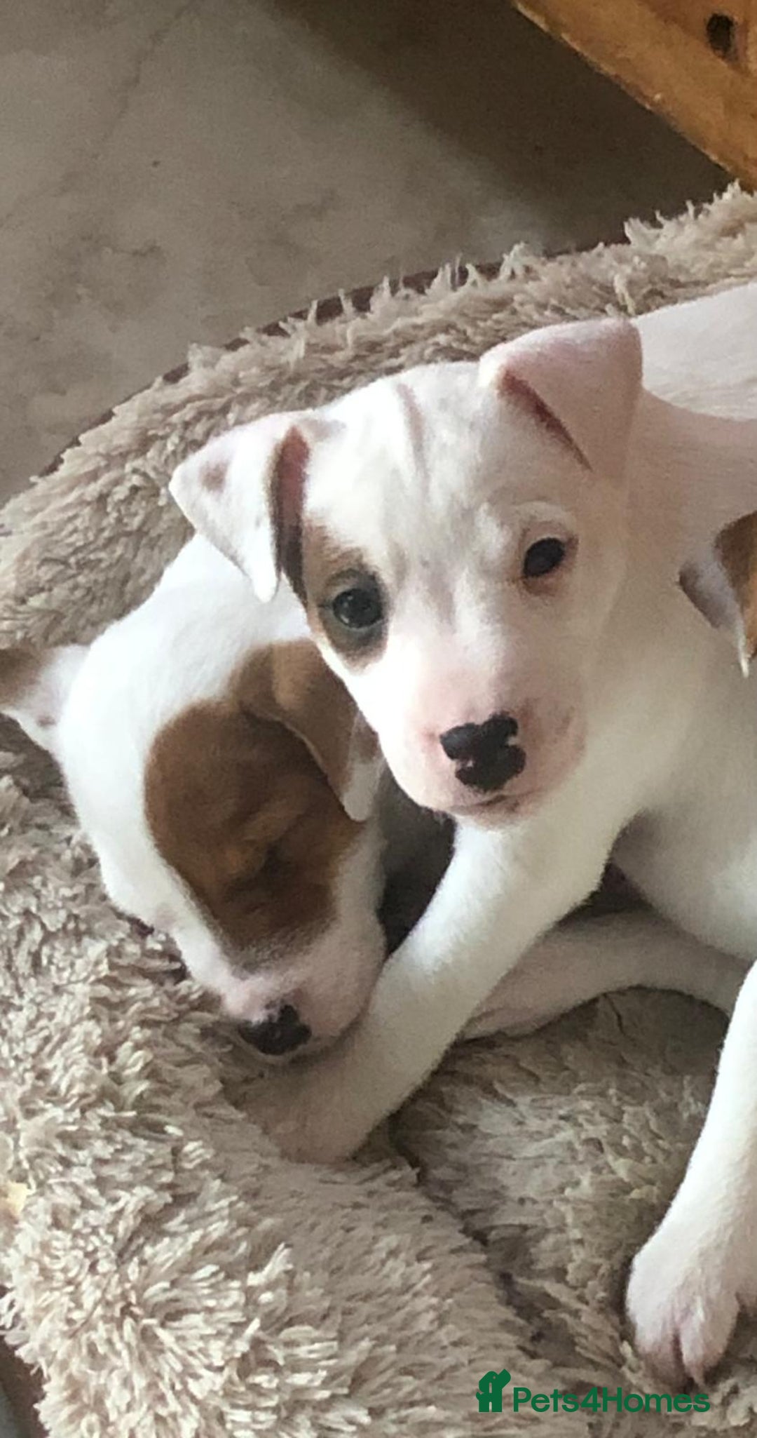Parson Russell Terrier Puppies for sale Pets4Homes