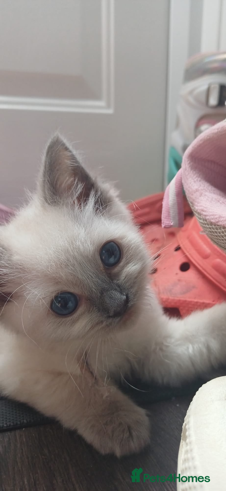 Ragdoll cats for sale: Gorgeous Ragdoll kittens  in Tetbury - Advert 5